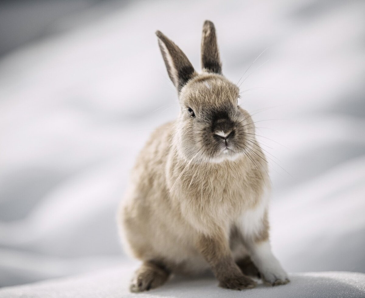 Ein braun-weißes Kaninchen im Schnee auf dem Bauernhof.