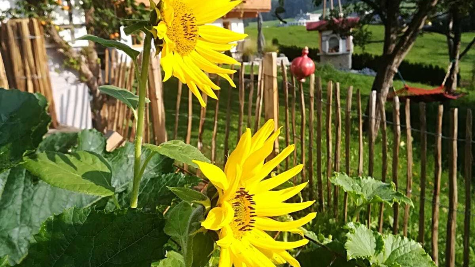 Wildromantischer Garten