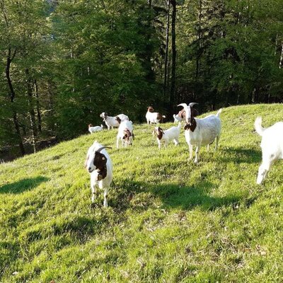 Ziegen auf der Weide